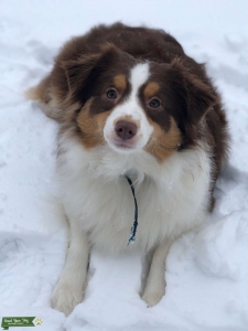 Looking for Mini Australian Boy to breed my girl Listing Image
