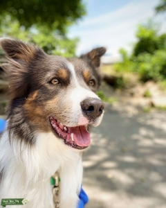 blue tri border collie