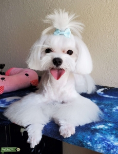 I'M LOOKING FOR A MALTESE GIRLFRIEND Listing Image