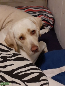 Angel.  White/Yellow Labrador  Listing Image