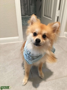 Male Stud looking for Female Listing Image
