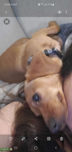 Red mini doxie Listing Image