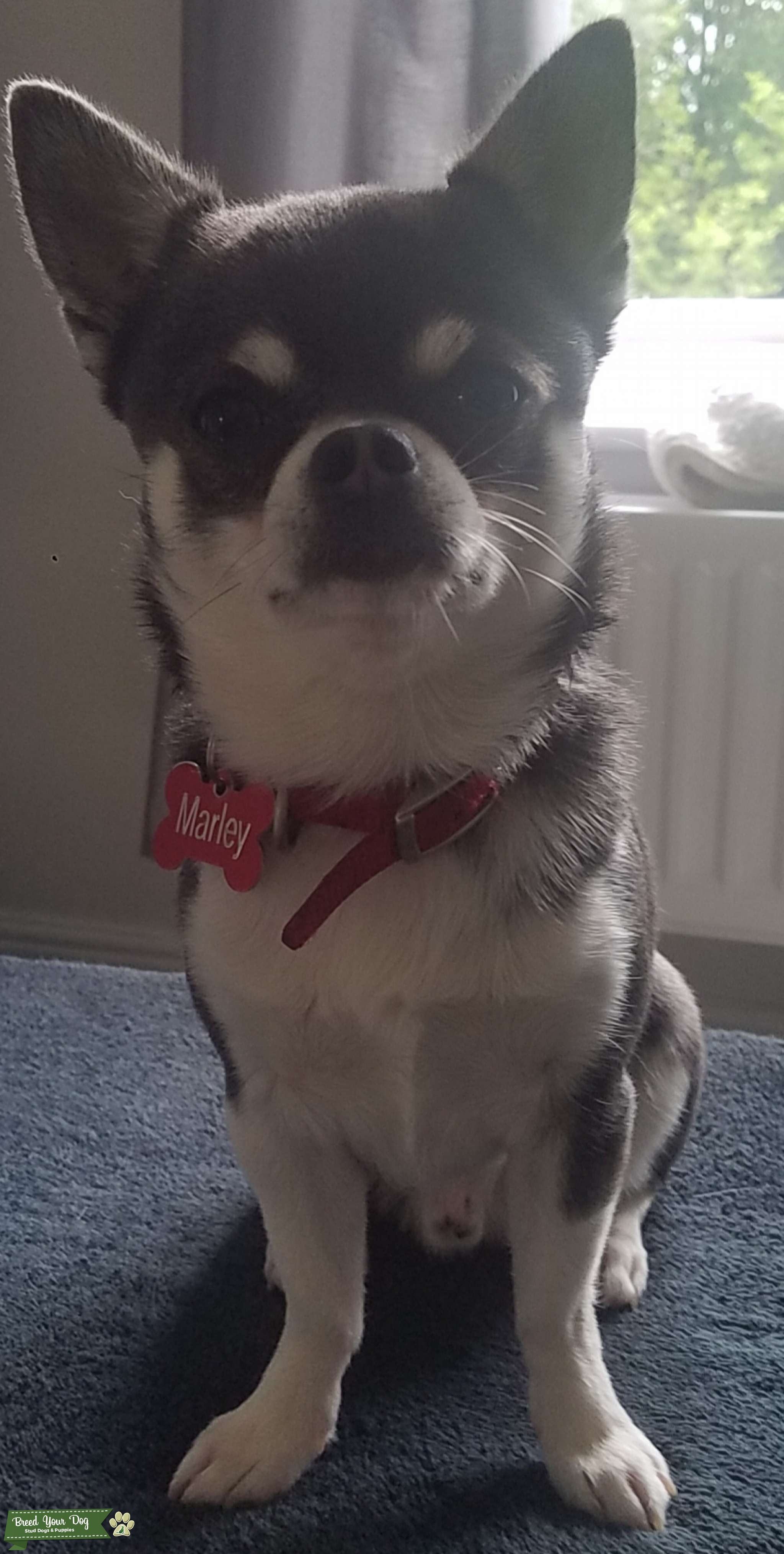 Tiny teacup blue chihuahua * STUD* Stud Dog in Chesterfield , United