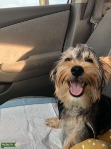Yorkie looking for his Juliet! Listing Image
