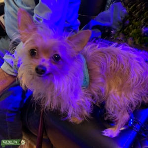 Yorkie/chihuahua stud Listing Image