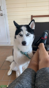 Siberian husky 11 month old  Listing Image