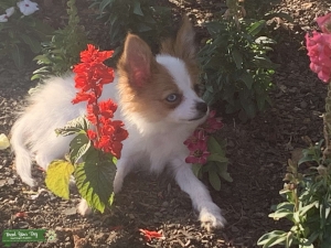 AKC registered stud Listing Image