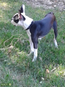 Male Boston Terrier for Stud  Listing Image
