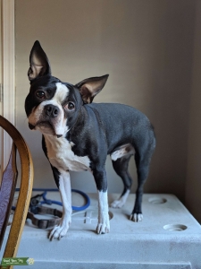 Boston Terrier Listing Image