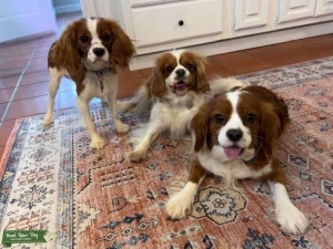 3 year old Blenheim cavalier stud available  Listing Image