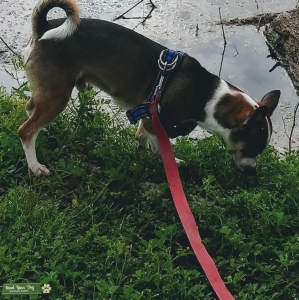 A curious Puppy Listing Image