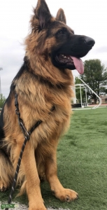 long hair german shepherd  Listing Image