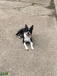 Boston terrier for stud! Listing Image