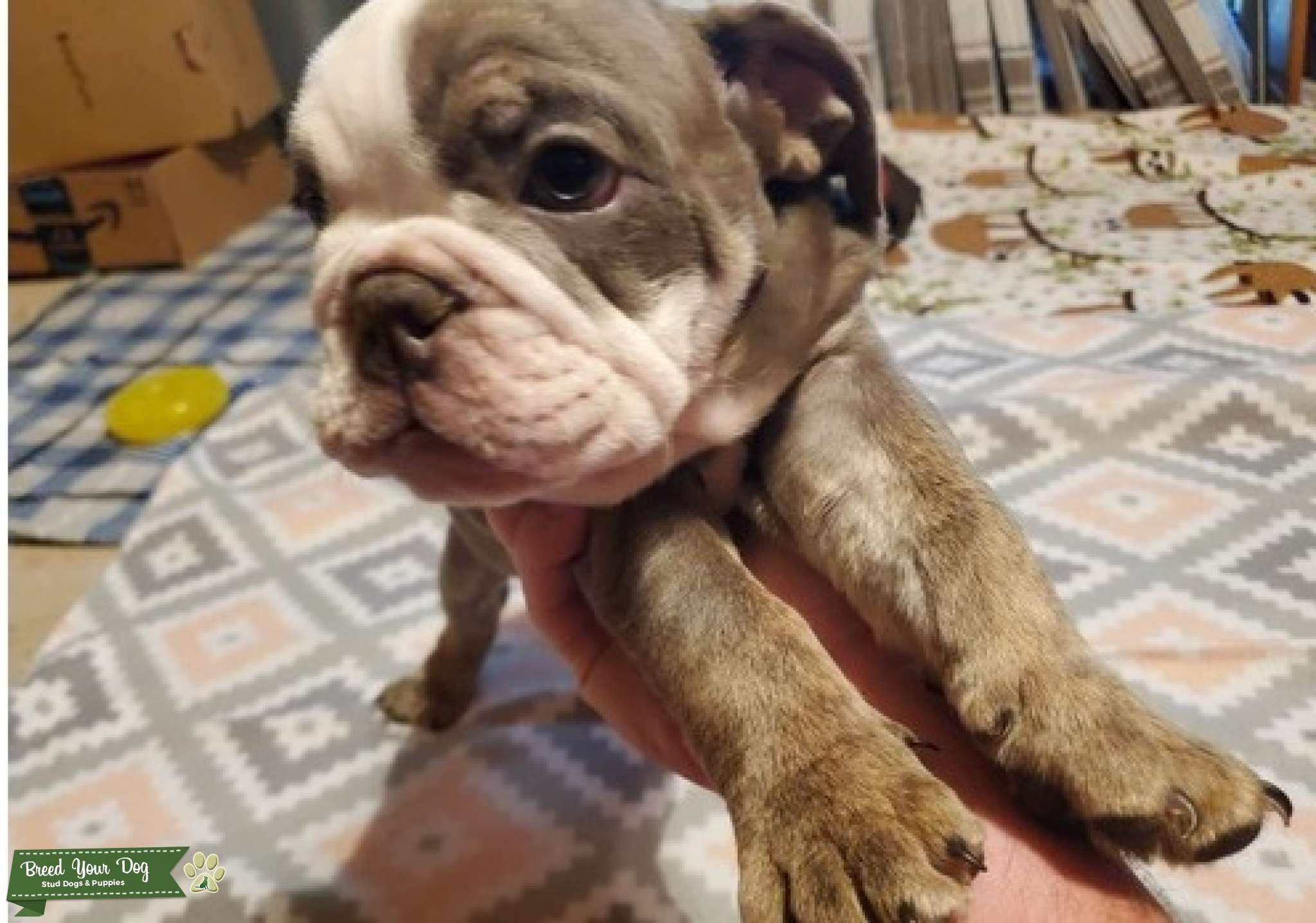 Healthy French Bulldogs puppies Stud Dog London Breed Your Dog