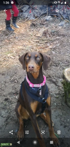 Red doberman Listing Image
