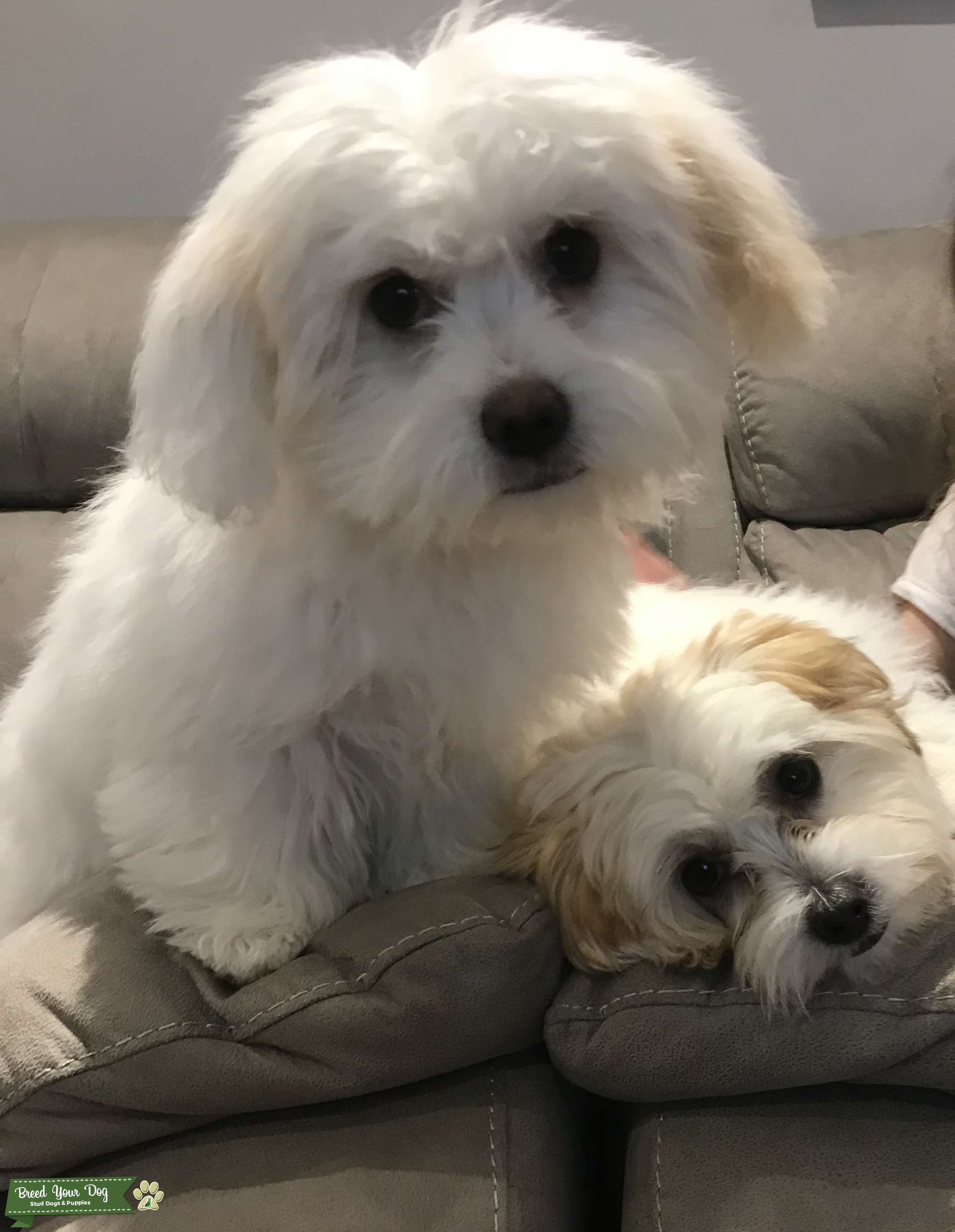 Two Cotton De Tulear / Havanese Stud Dog in Essex, United States