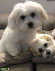 Two Cotton De Tulear / Havanese  Listing Image