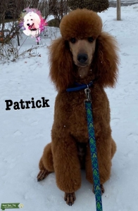 OFA CHIC Health Tested Red Male Standard Poodle for Stud Listing Image