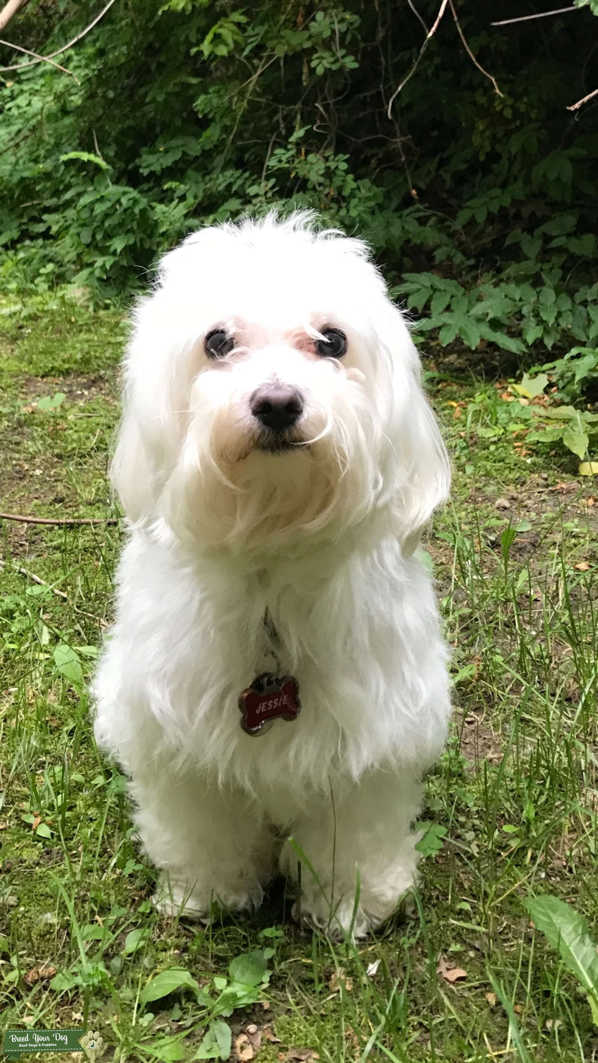 How to get a dog to mount you bdamini