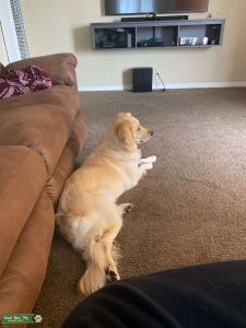 AKC Golden Retriever  Listing Image