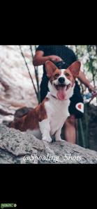 Corgi stud services  Listing Image