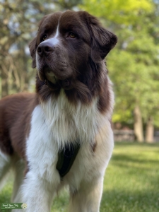 Beautiful brown and white Newfoundland  Listing Image