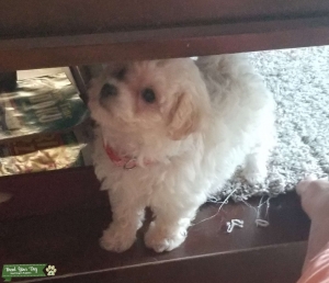 Female Maltipoo Listing Image