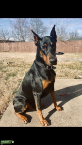 Doberman Listing Image