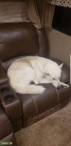 White Shepherd/Husky/Mal/Wolf mix tested 25% Listing Image