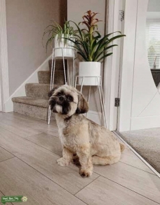 Stud Lhasa Listing Image
