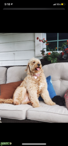 looking for a Poodle stud  Listing Image