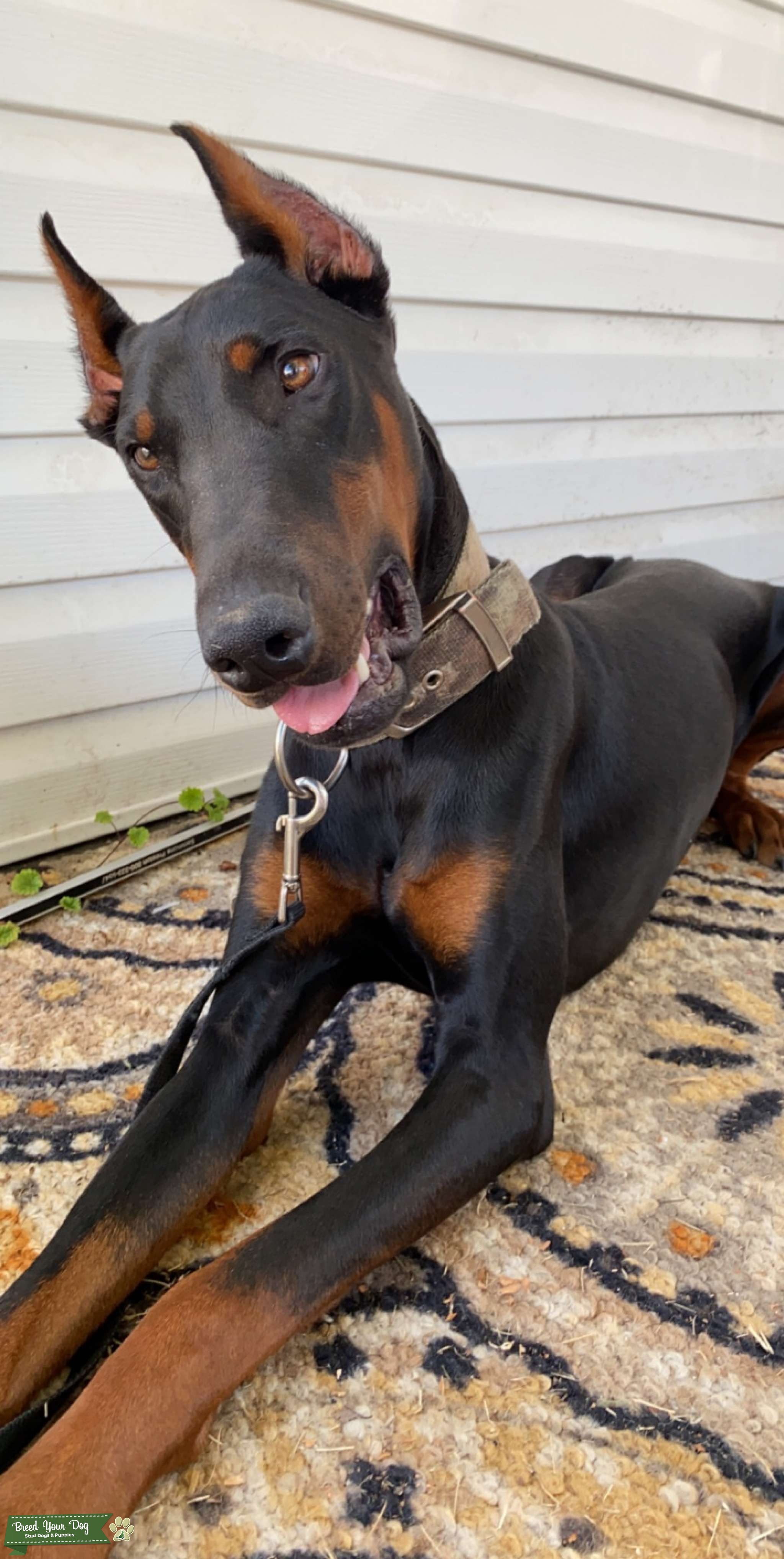 Akc registered Doberman Stud Dog in Missouri , United States Breed
