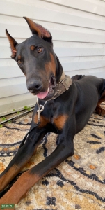 Akc registered Doberman  Listing Image