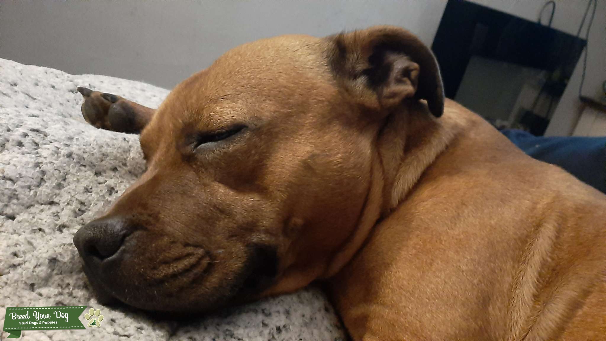 Tan Friendly Staff Stud Dog Rhondda Cynon Taff Breed Your Dog