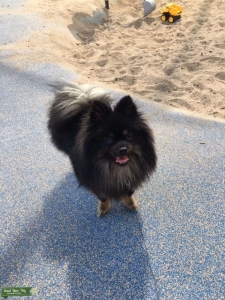 2 Toned Black and Brown Pomeranian Listing Image