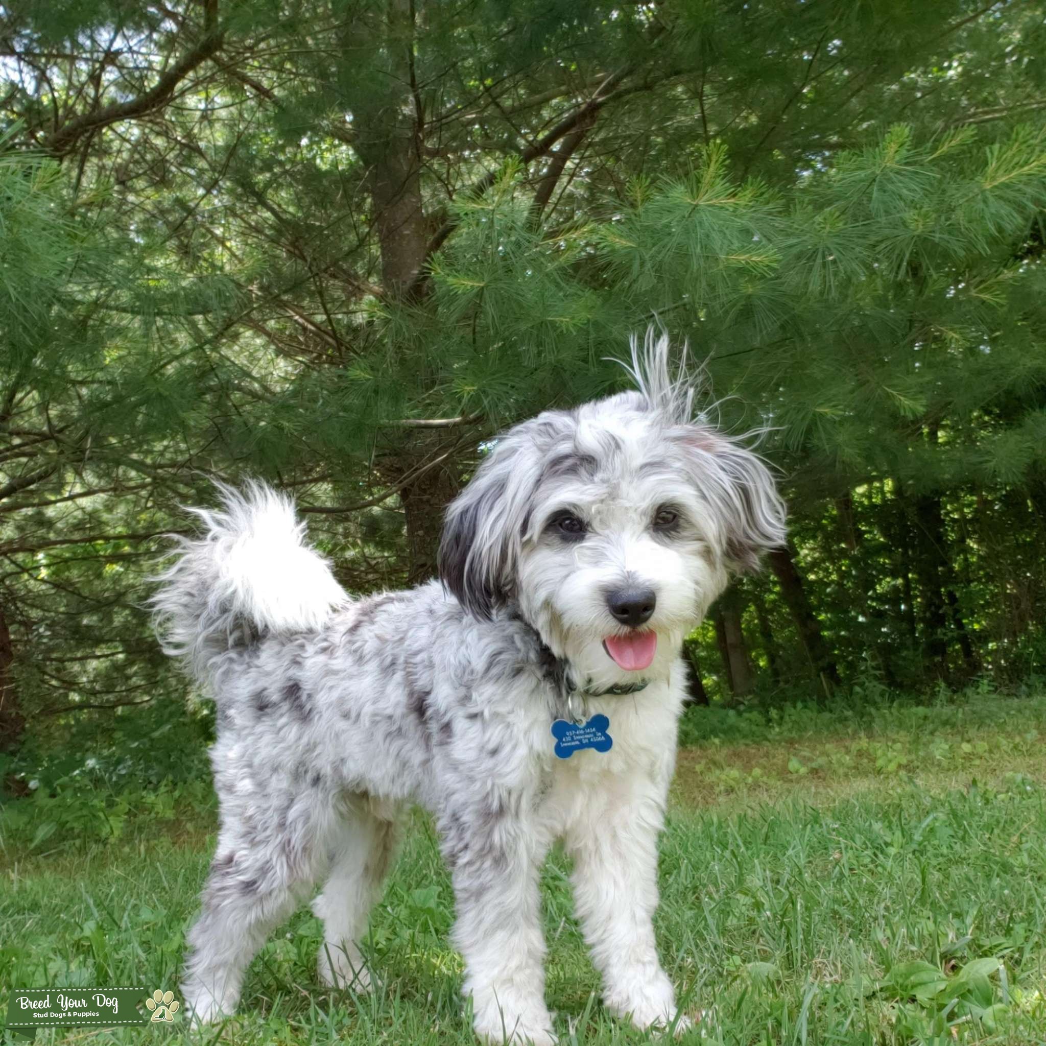 toy aussiedoodle