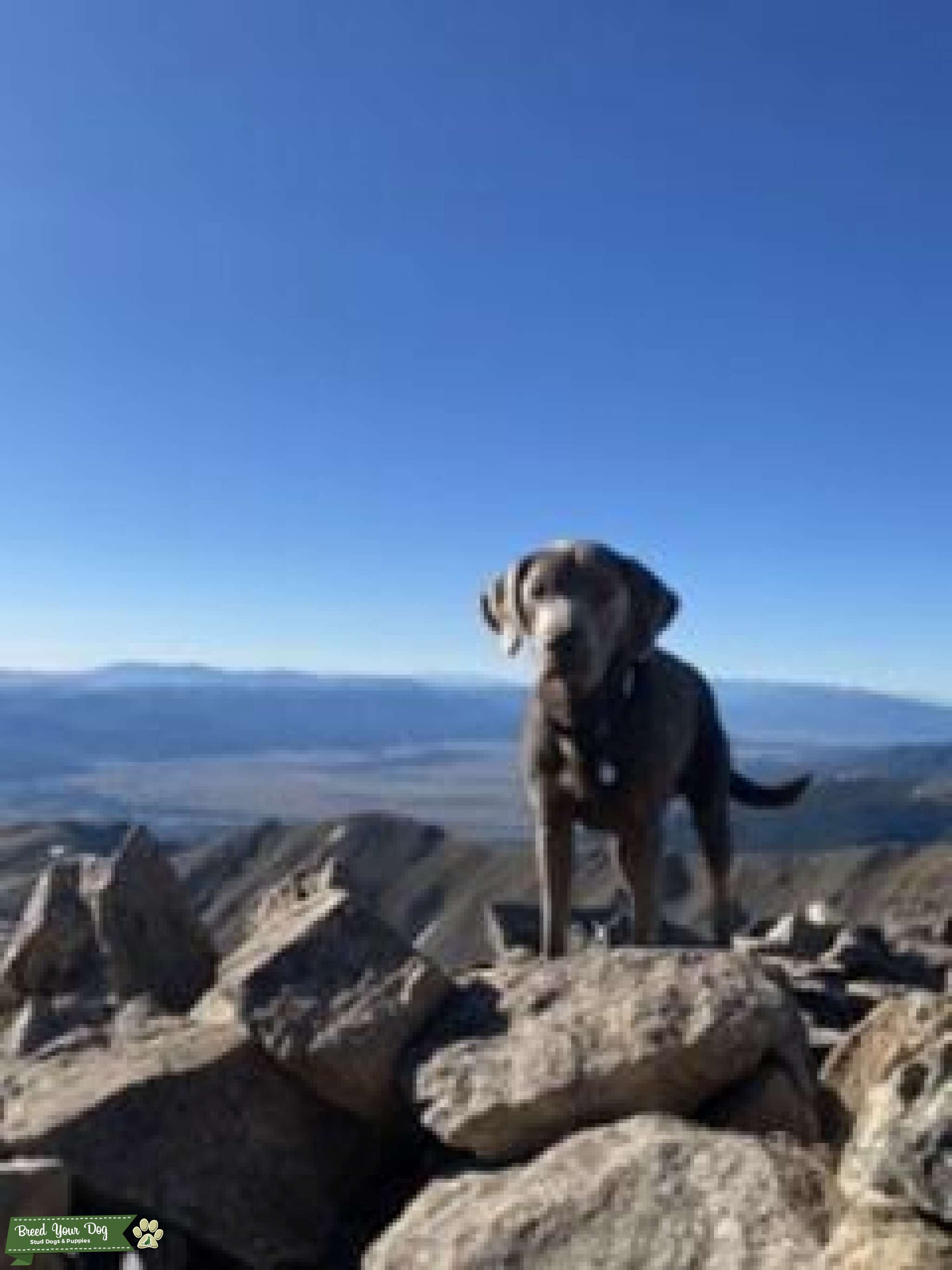 Silver Lab Stud Stud Dog in Colorado, the United States Breed Your Dog