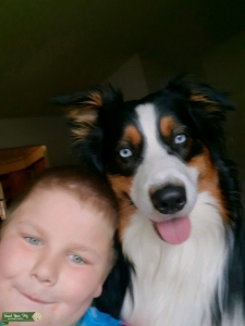 Beautiful Blue Eyed Australian Shepherd for Stud Listing Image