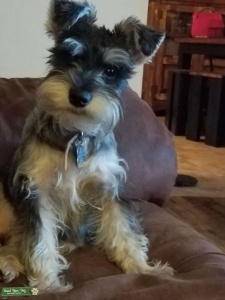 Beautiful miniature schnauzer Listing Image