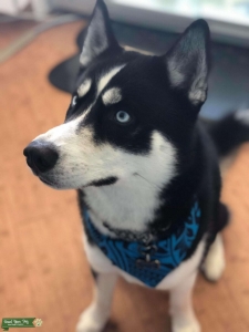 Black/White Siberian Listing Image