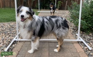 BLUE MERLE, BLUE EYED STUD DOG  Listing Image