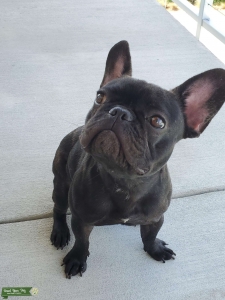 Black brindle french bulldog stud Listing Image
