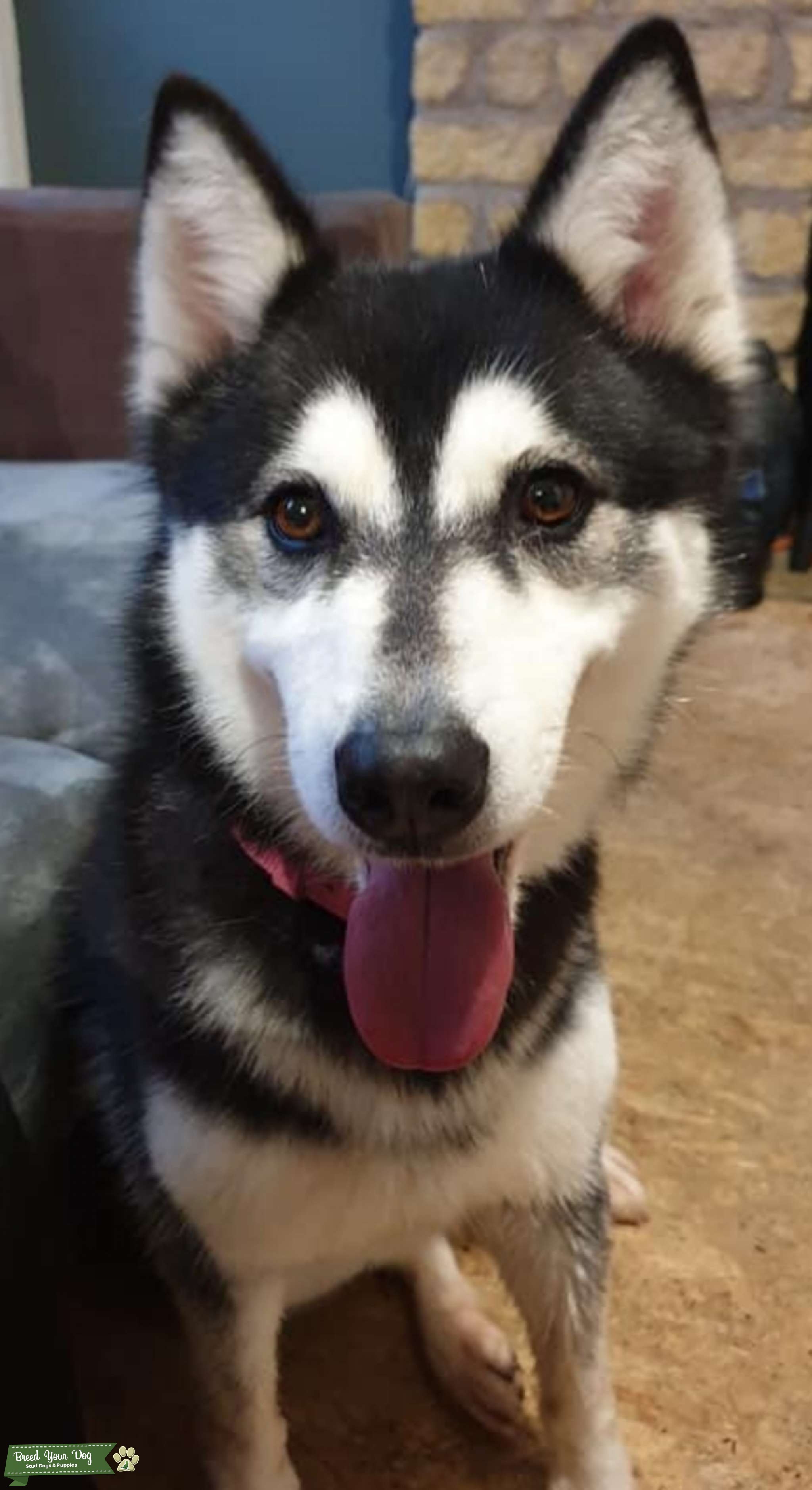 Black and White female Siberian Husky Stud Dog in Oxfordshire, the