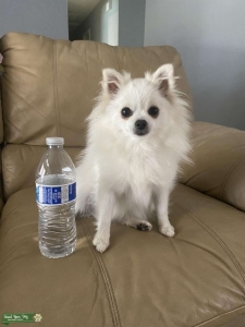 Teacup Pomeranian Listing Image