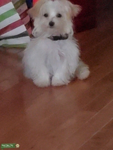 11 month old male blonde Morkie  Listing Image