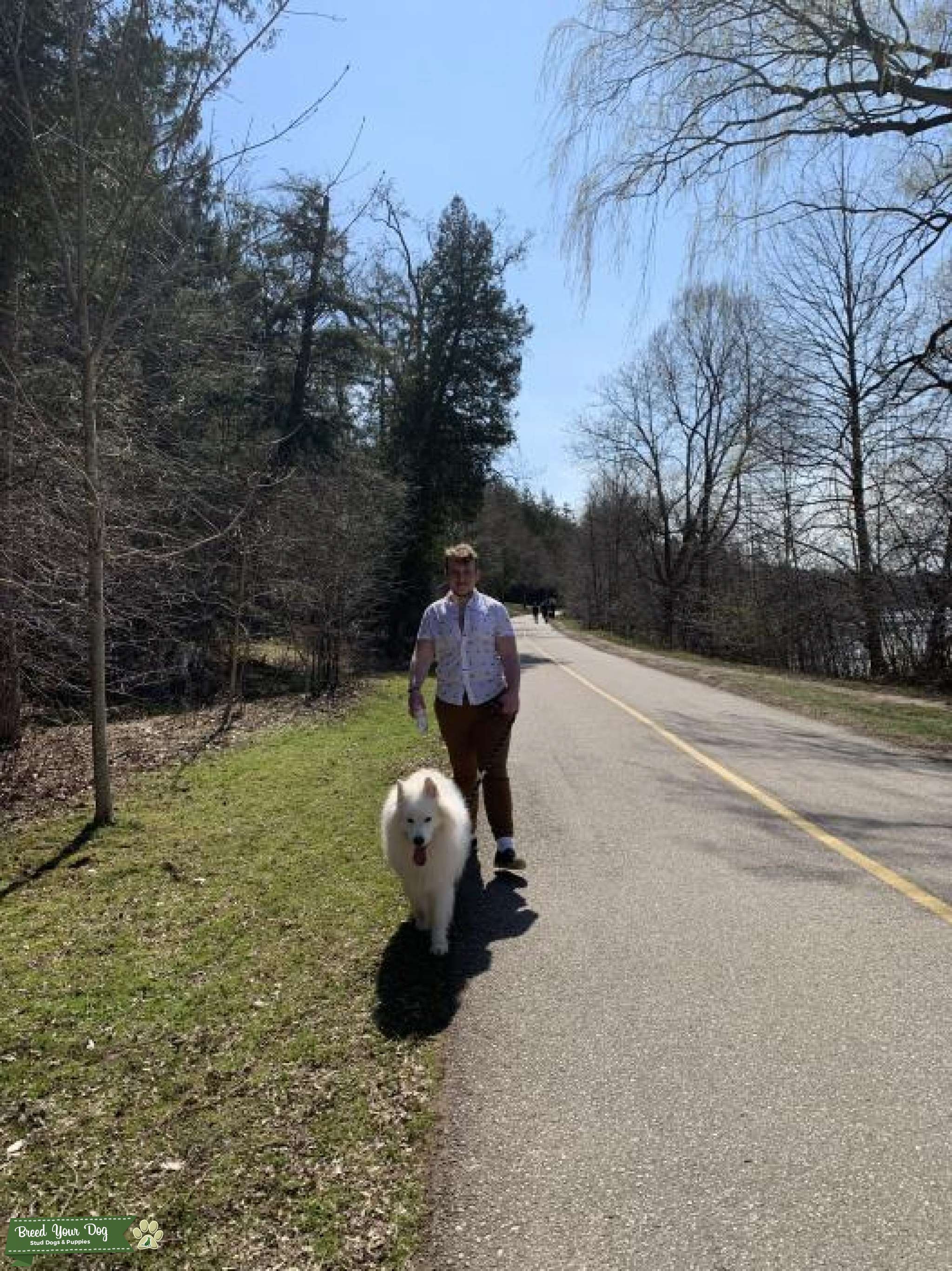 Male Samoyed Purebred Imported from Colombia Stud Dog ON Breed Your Dog