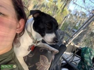 White and black shorty jack Russell  Listing Image