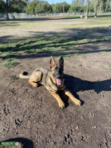 German Shepard Stud Listing Image