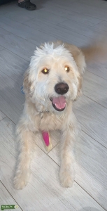 We Want To Breed Our Male Golden Doodle!! Listing Image