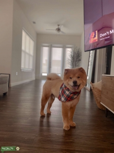 Sweet & fluffy chow chow boy wants his lady. Listing Image
